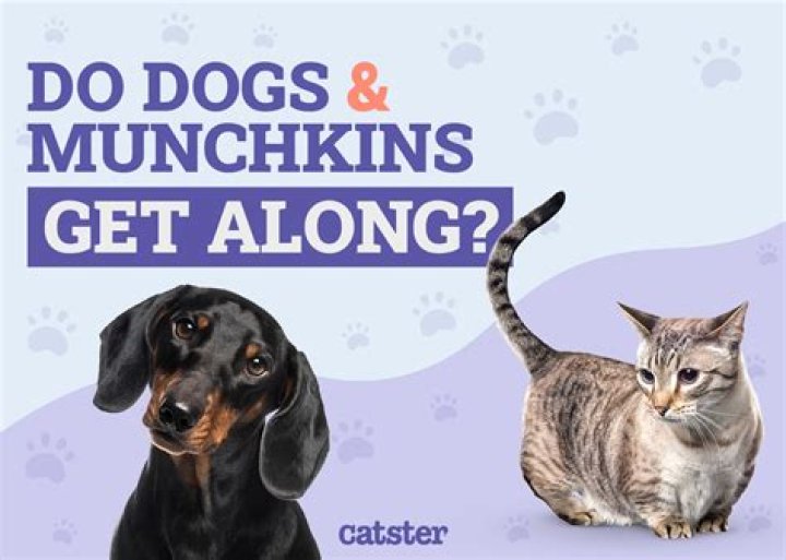 Do cats eventually get along?