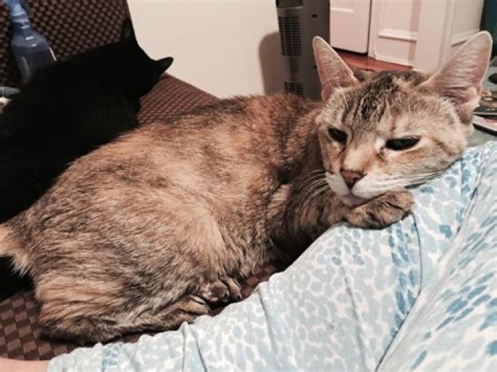 Do cats get really hot?