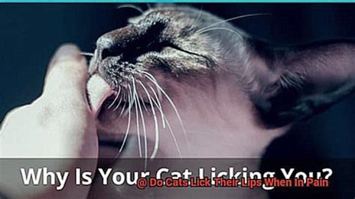Do cats lick their lips when in pain?