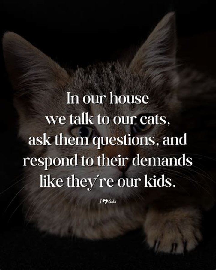 Do cats love when you talk to them?