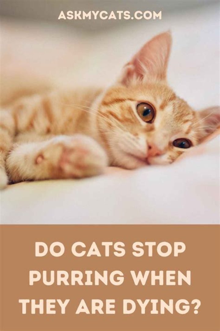 Do cats purr when they are dying?