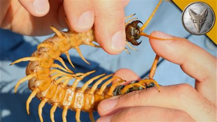 Do centipede bites hurt?