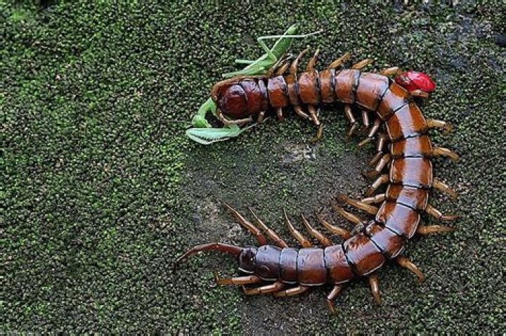 Do centipedes eat roaches?