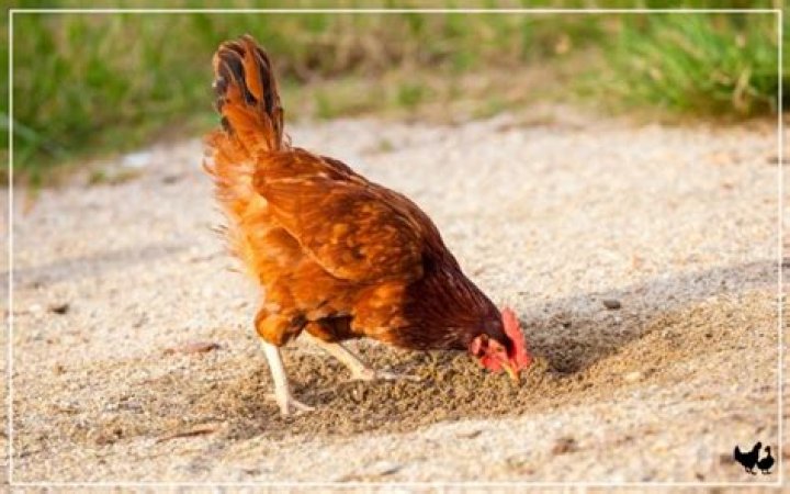 Do chickens eat sand?