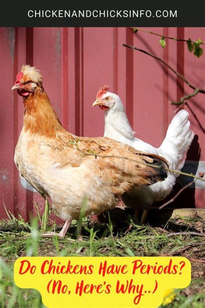 Do chickens have periods?