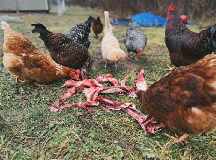 Do chickens need to eat grass?
