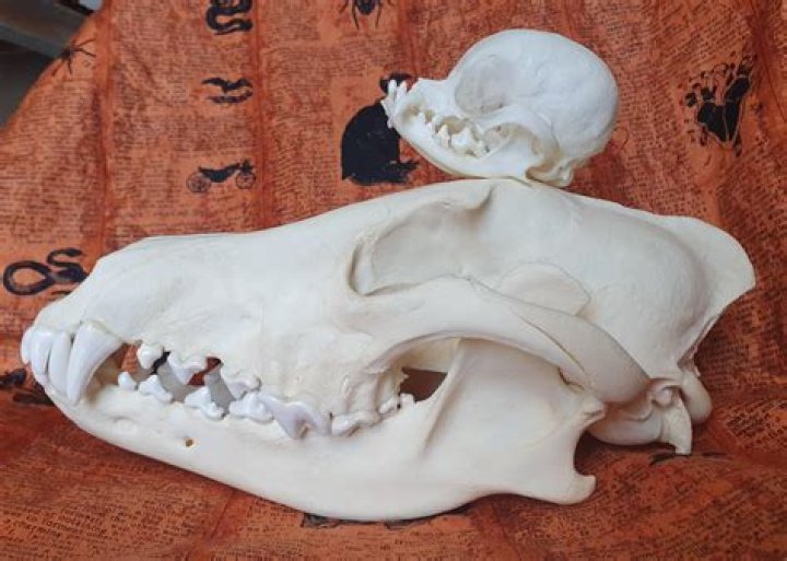 Do Chihuahuas have a hole in their skull?