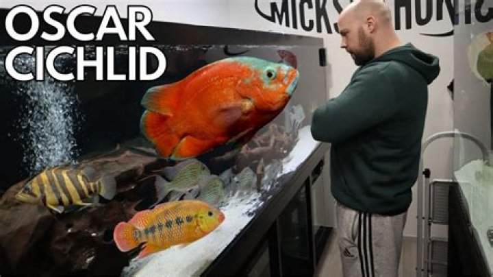Do cichlids need water movement?