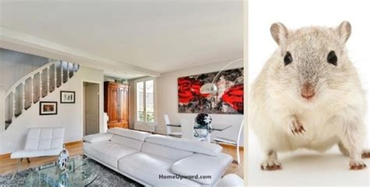 Do clean houses get mice?