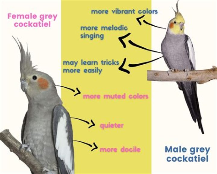 Do cockatiels like hair?