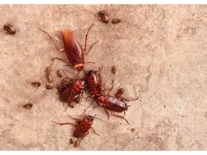 Do cockroaches fight each other?