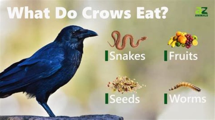 Do crows bury their food?