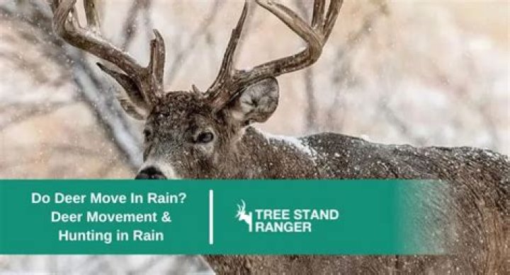 Do deer move when leaves are falling?