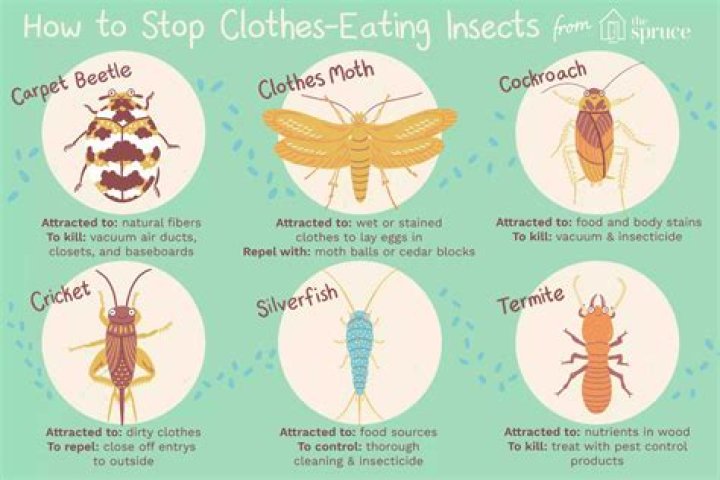 Do dirty clothes attract bugs?