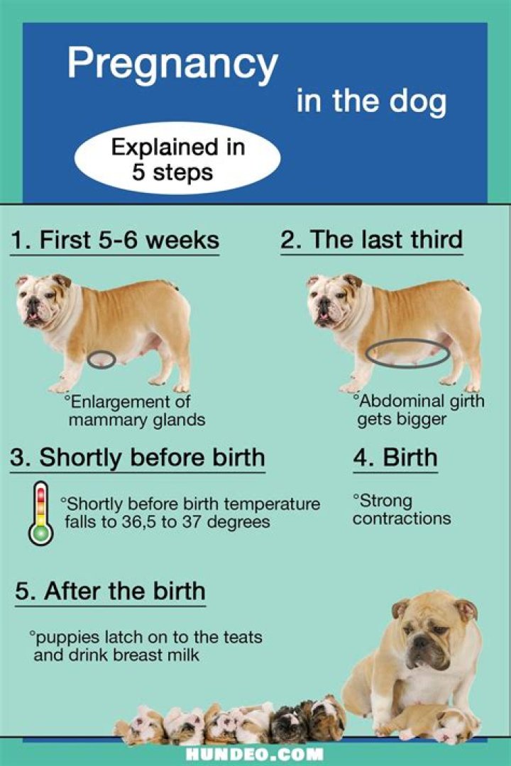 Do dogs get pregnant the first try?