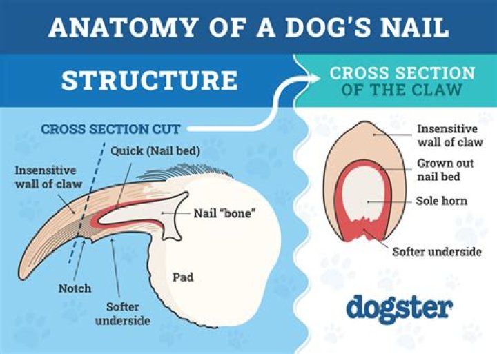 Do dogs have one master?