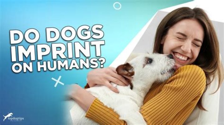 Do dogs imprint on one person?