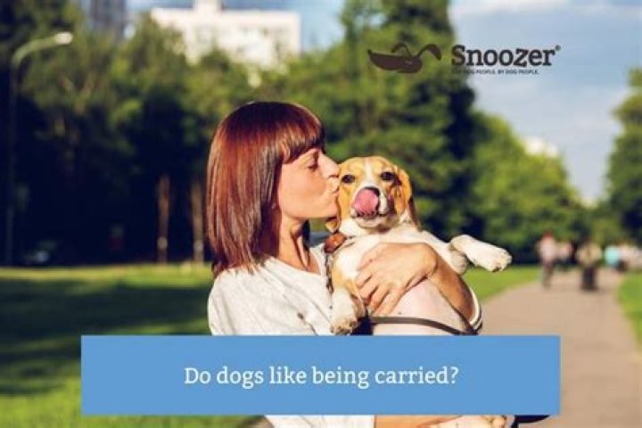 Do dogs like owners scent?