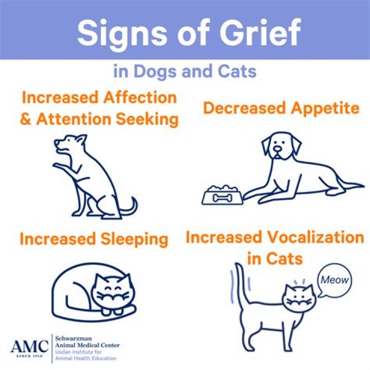 Do dogs mourn their owners?