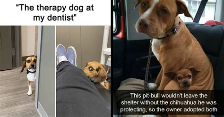 Do dogs need another dog to be happy?
