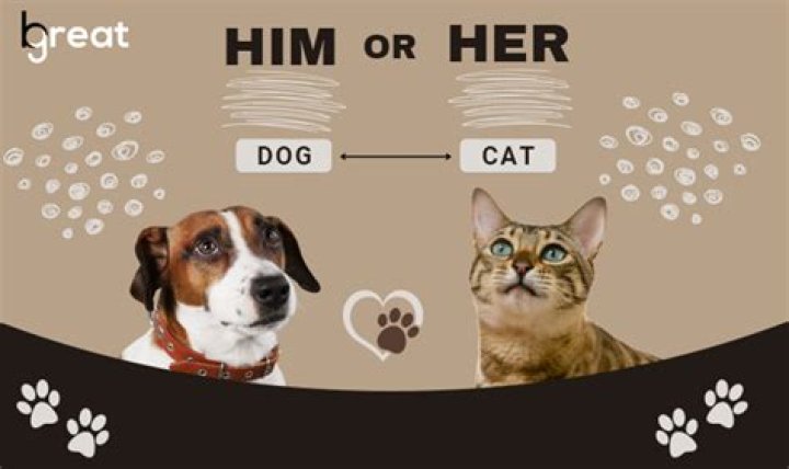 Do dogs prefer dogs or humans?