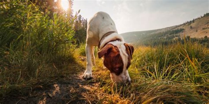 Do dogs smell rats?