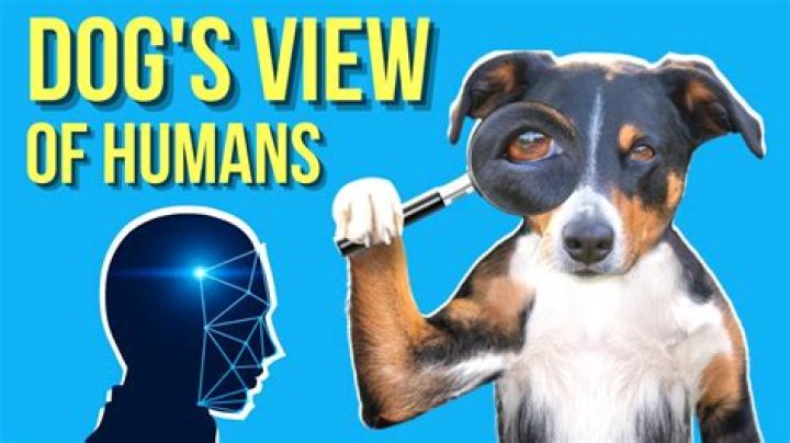 Do dogs think of humans as dogs?