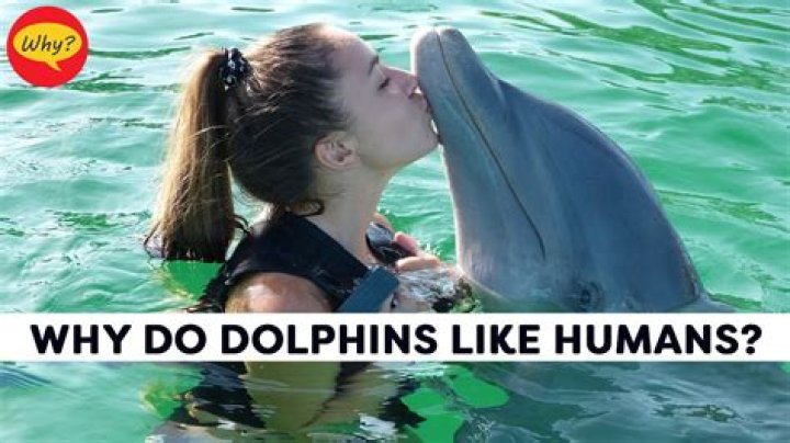 Do dolphins love humans?