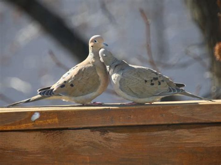 Do doves mate for life?