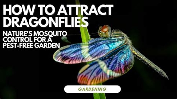Do dragonflies keep mosquitoes away?