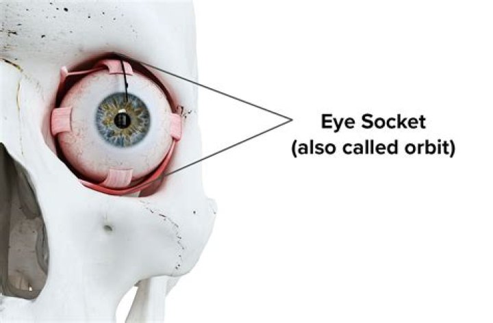 Do eyeballs have bones?