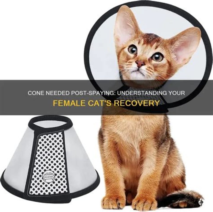 Do female cats need a cone after being spayed?