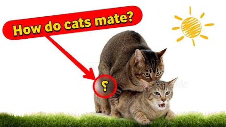 Do female cats want to mate?