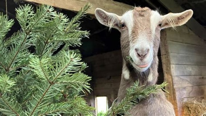 Do fish eat Christmas trees?