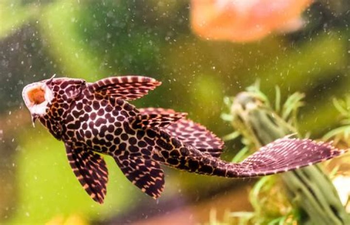 Do fish eat leeches?