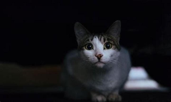 Do fish see better in the dark?