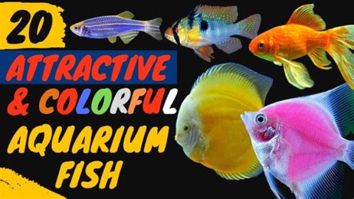 Do fishes have fun?
