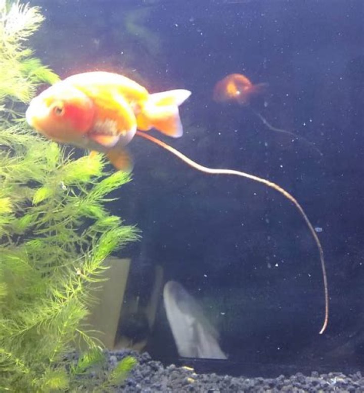 Do fishes poop?