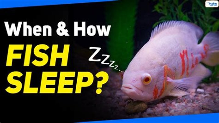 Do fishes sleep with their eyes open?