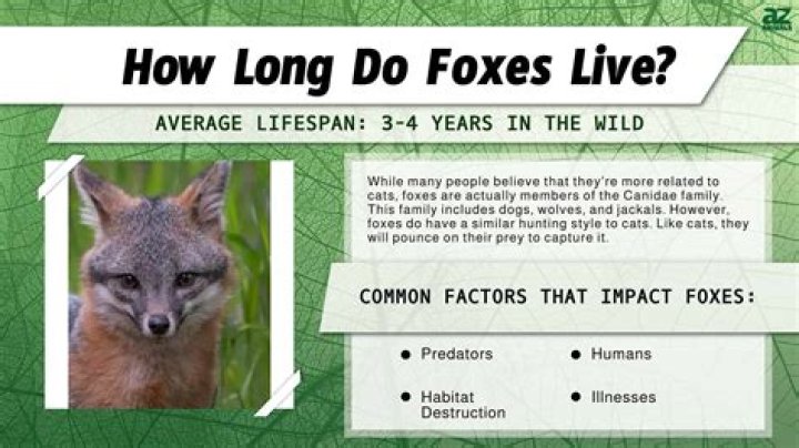 Do foxes live alone?