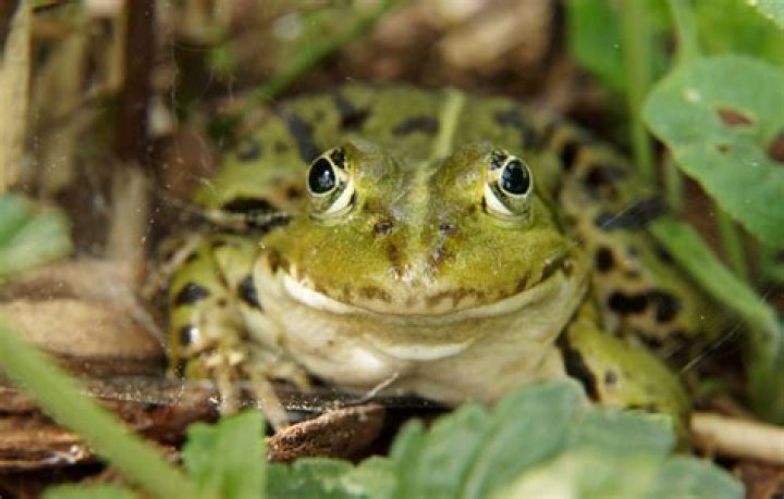 Do frogs feel pain?