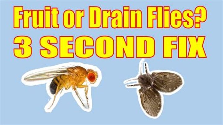 Do fruit flies hate cinnamon?