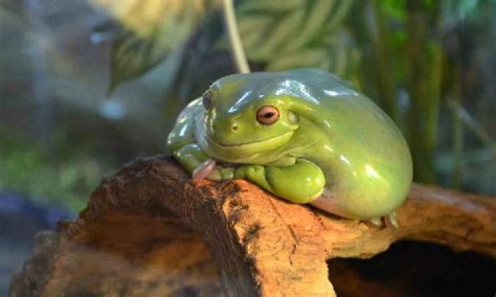 Do green tree frogs make a sound?