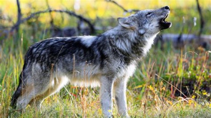 Do GREY wolves bark?