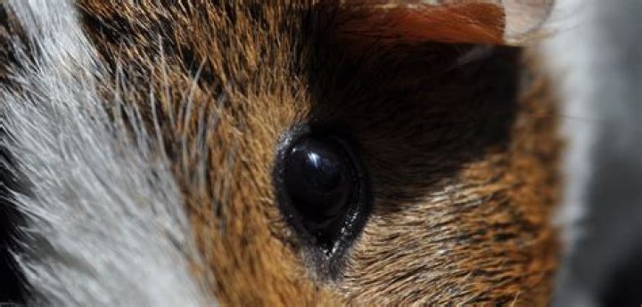 Do guinea pigs blink or close their eyes?