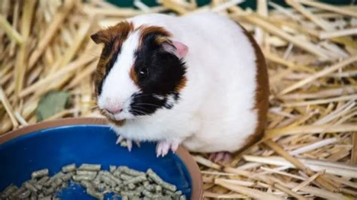 Do guinea pigs need pellets?