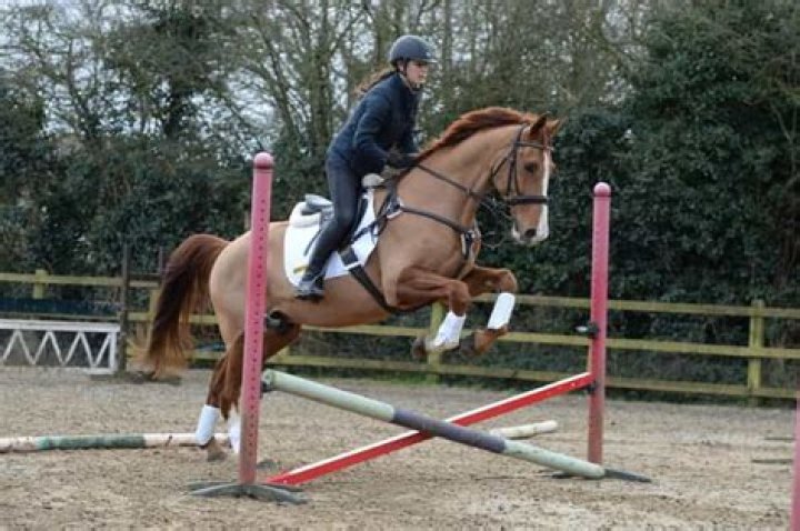 Do horses enjoy jumping?