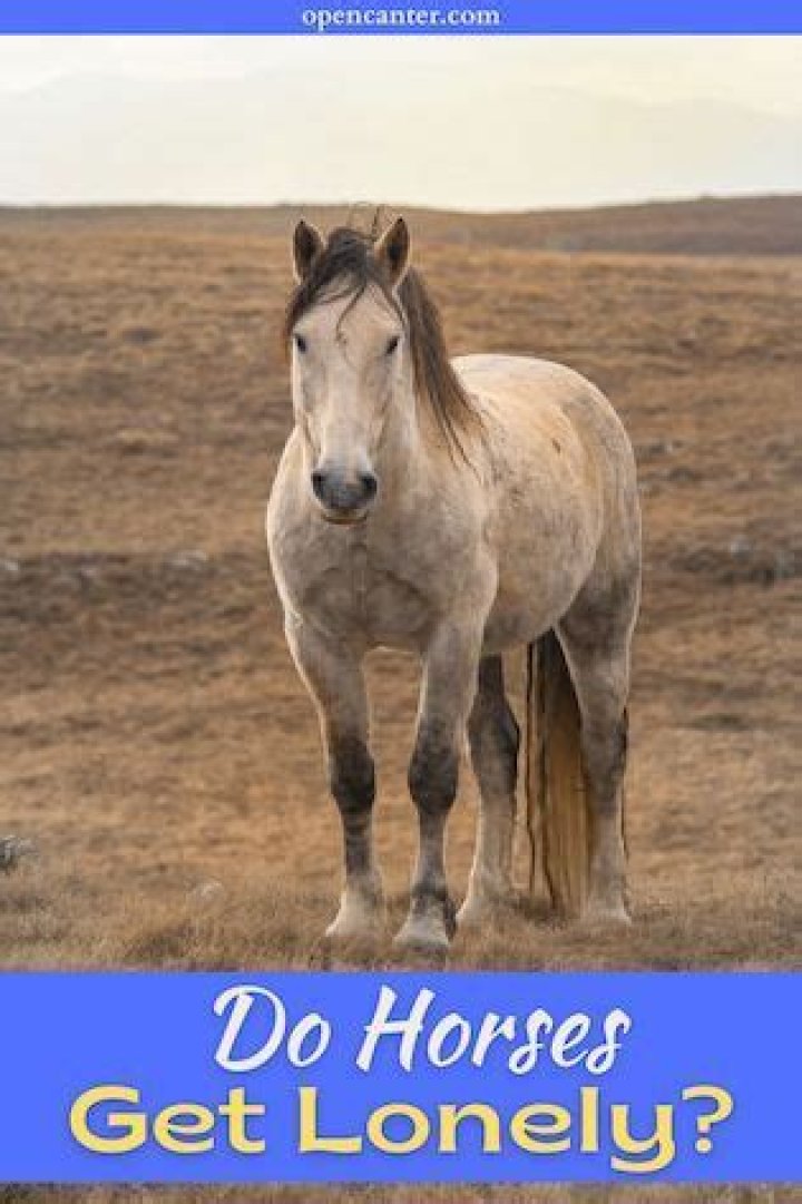 Do horses get lonely?