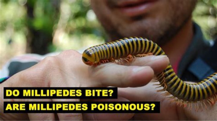 Do house millipedes bite?