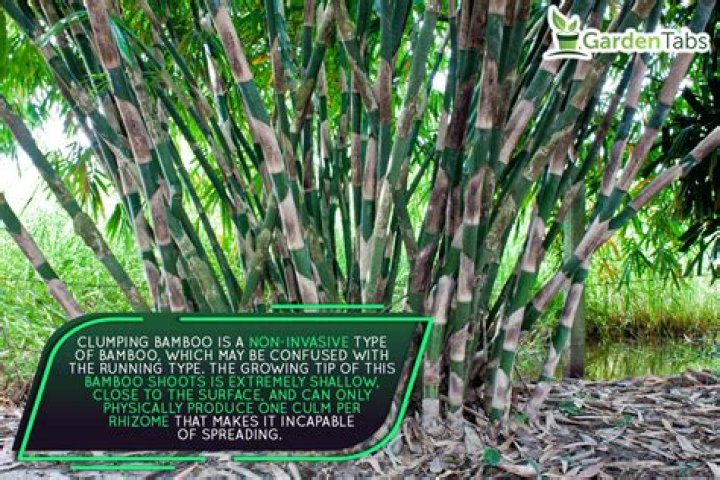 Do I need a barrier for clumping bamboo?